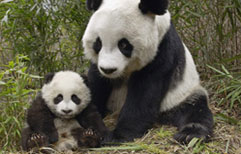 Exotic Animals | ChinesePod