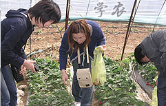 Experiencing Agricultural Life | ChinesePod