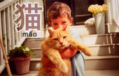 My Cat | ChinesePod