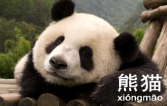 The Panda's Secret Wish | ChinesePod