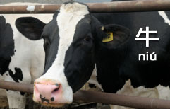 Farm Animals | ChinesePod