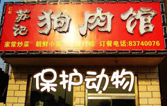 Dog Meat and Animal Rights | ChinesePod