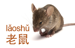 A Mouse Upstairs | ChinesePod