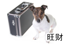 Dogs and Wealth | ChinesePod
