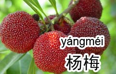 Chinese Fruits | ChinesePod