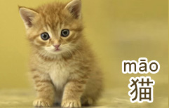 Cats Are Cool | ChinesePod