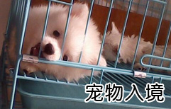 Bringing Pets into China | ChinesePod