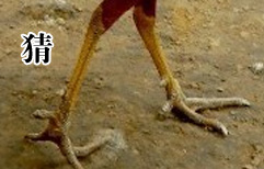 A Leggy Joke  | ChinesePod