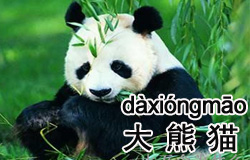 Pandas in Chengdu | ChinesePod