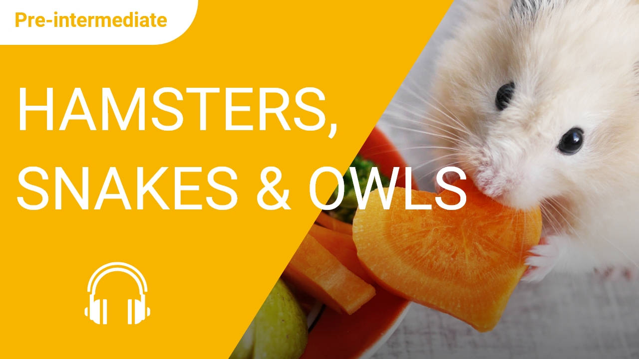 Hamsters, Snakes, and Owls | ChinesePod
