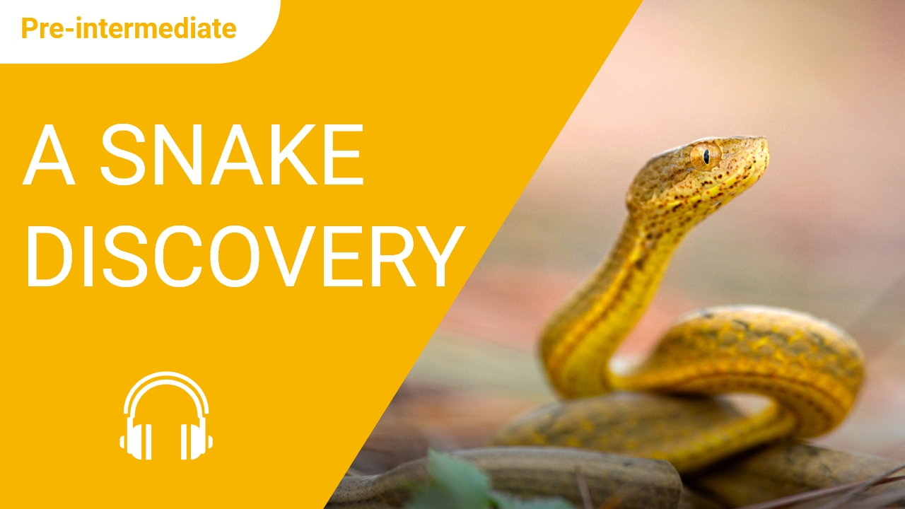 A Snake Discovery | ChinesePod