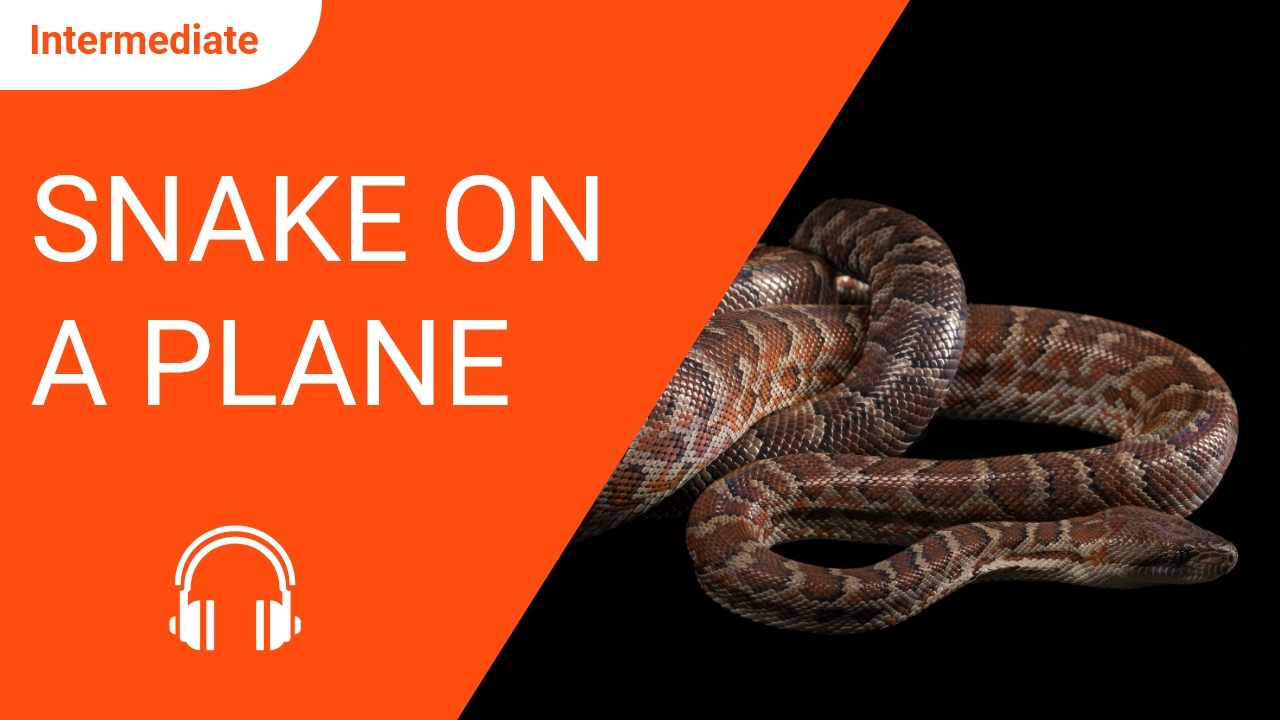 Snake on a Plane | ChinesePod