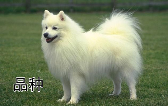 Dog Breeds | ChinesePod