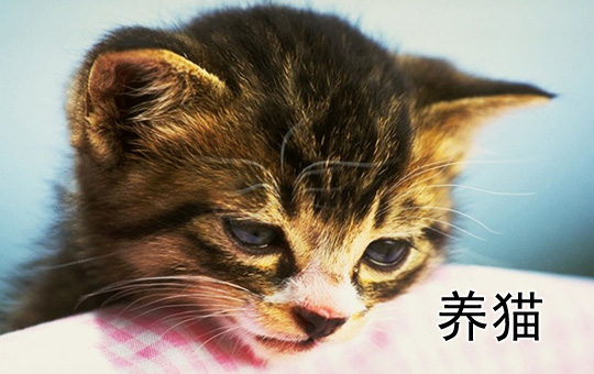 Cat Care | ChinesePod