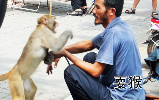 Monkey Show | ChinesePod