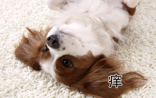 Fleas and Lice | ChinesePod