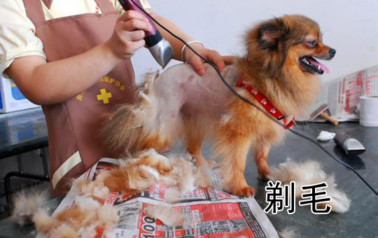 Shaven Dog | ChinesePod