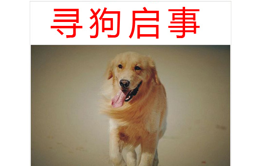 Lost Dog | ChinesePod