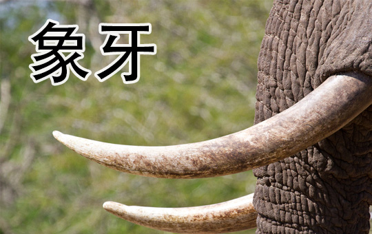Ivory Tower | ChinesePod