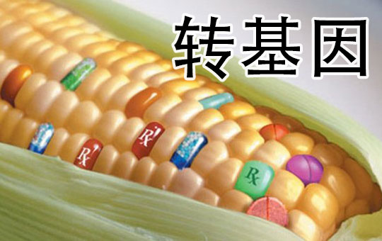 崔永元：愿和袁隆平讨论转基因 | ChinesePod