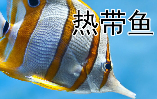 Tropical Fish | ChinesePod