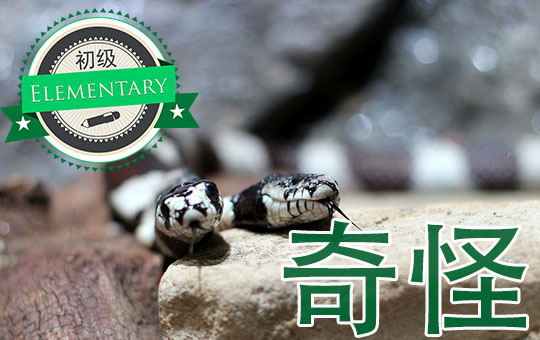 Two Headed Snake | ChinesePod