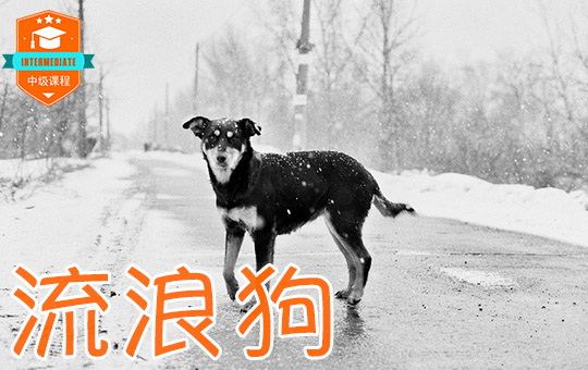 Culling Stray Dogs | ChinesePod