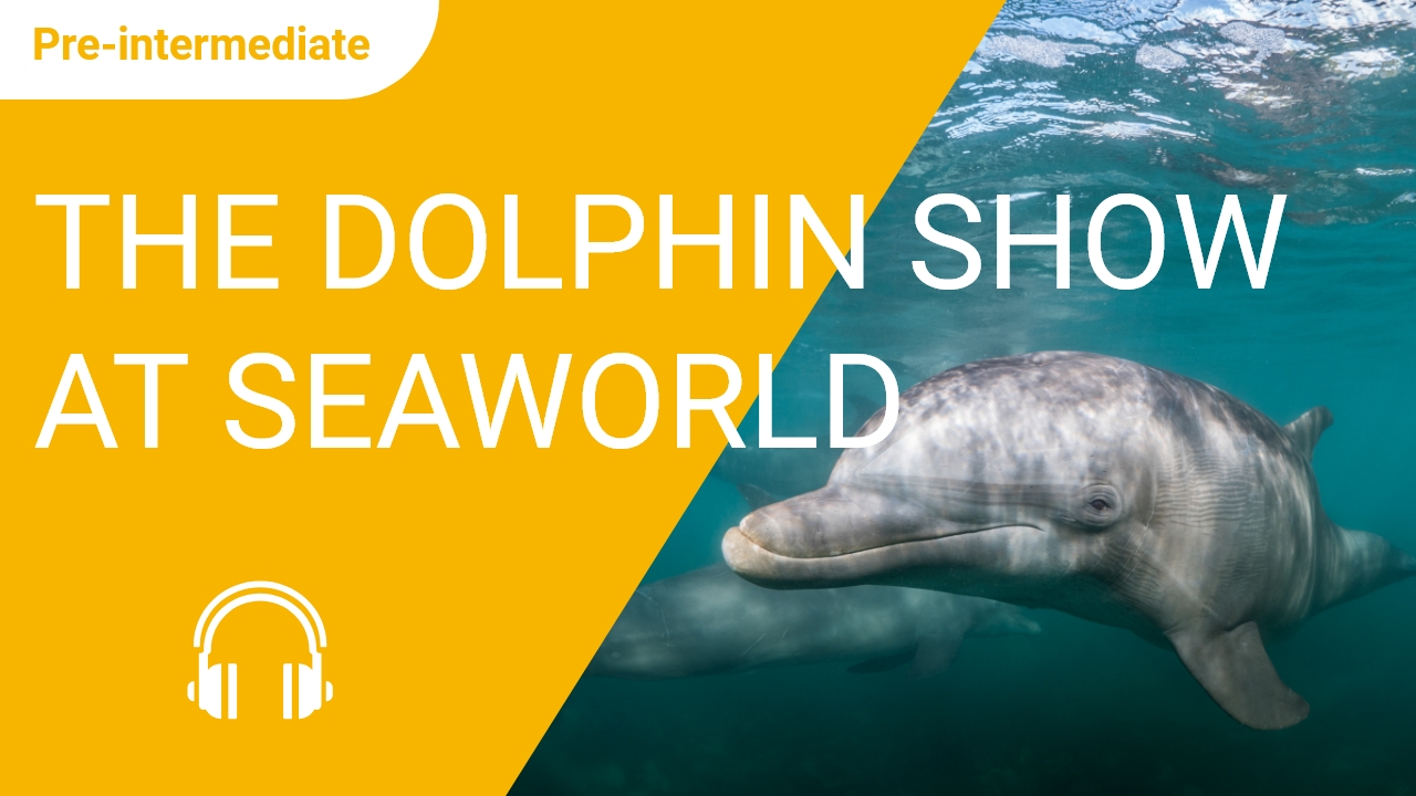 The Dolphin Show at SeaWorld | ChinesePod