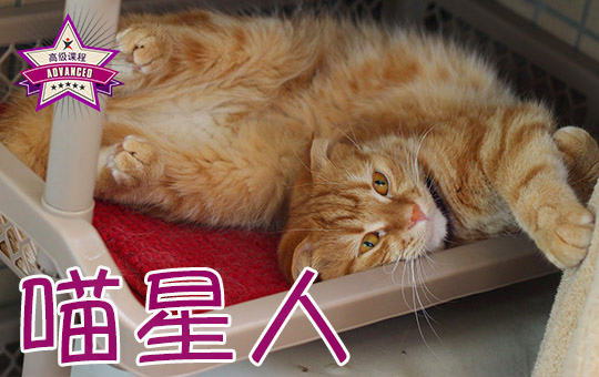 喵星人 | ChinesePod