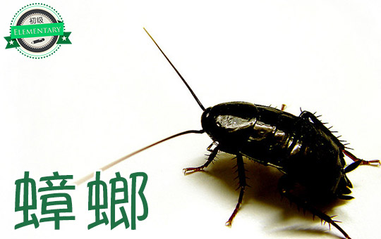 There's a Cockroach in my Soup! | ChinesePod