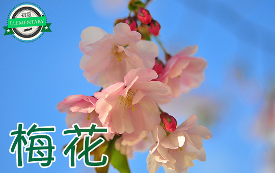 Enjoying the Blossom | ChinesePod