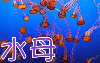 水母咬我屁股 | ChinesePod