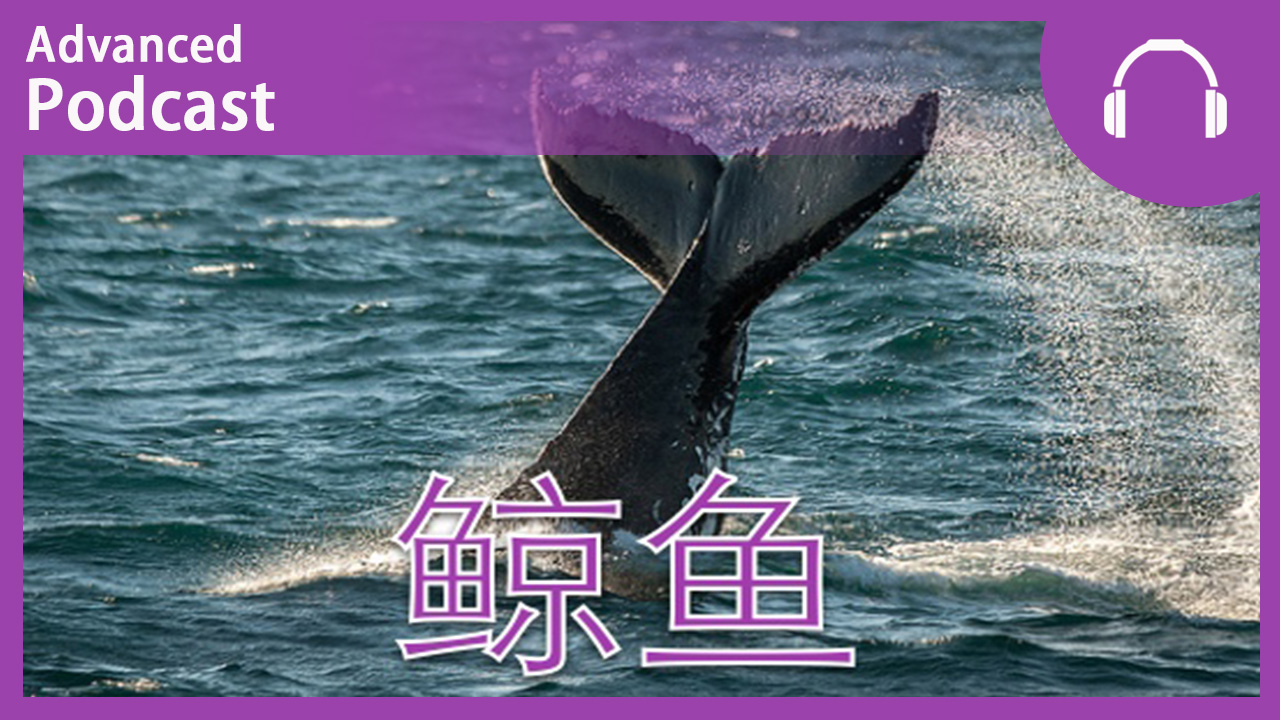 鲸鱼不是鱼 | ChinesePod
