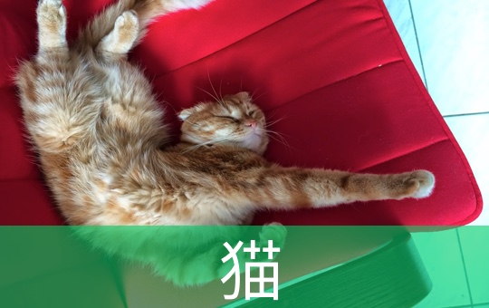 Where's Shiny The Cat? | ChinesePod