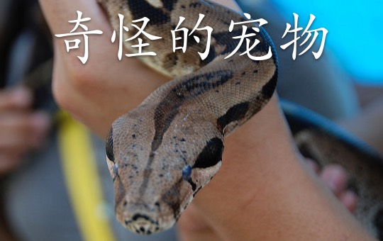 Raising Weird and Wonderful Pets | ChinesePod