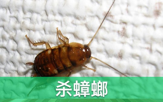 Killing Roaches | ChinesePod