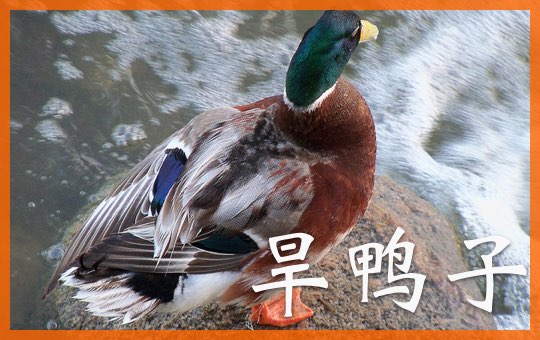 Crazy About Exercise | ChinesePod