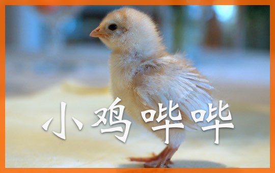 小鸡哔哔 The Chicken Song | ChinesePod