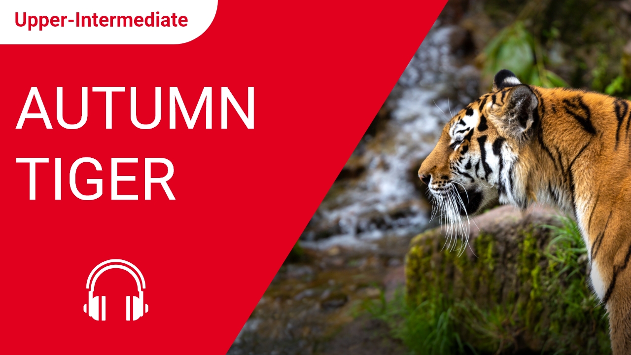 Autumn Tiger | ChinesePod