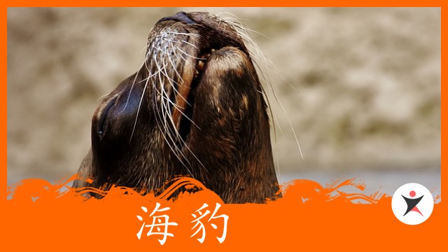 Getting on Stage with a Seal | ChinesePod
