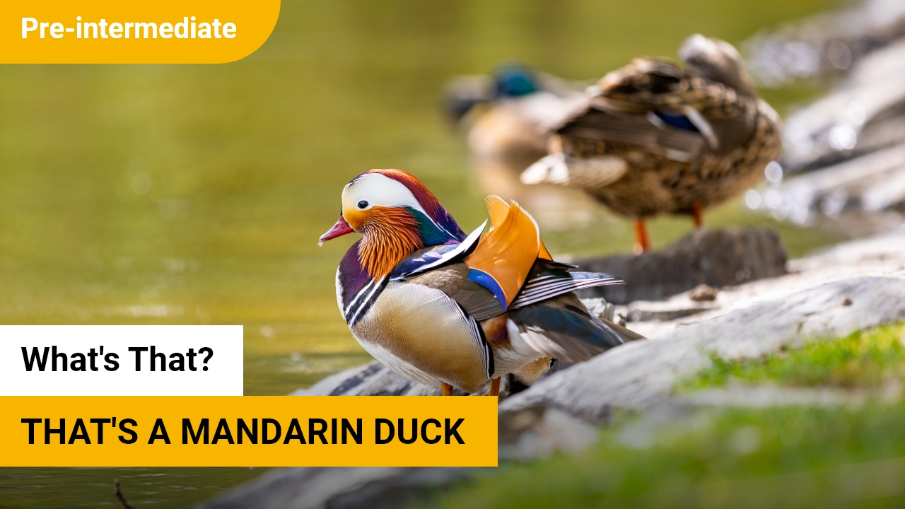 That's a Mandarin Duck | ChinesePod
