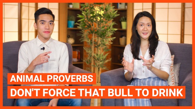 Animal Proverbs: Don't Force That Bull To Drink | ChinesePod
