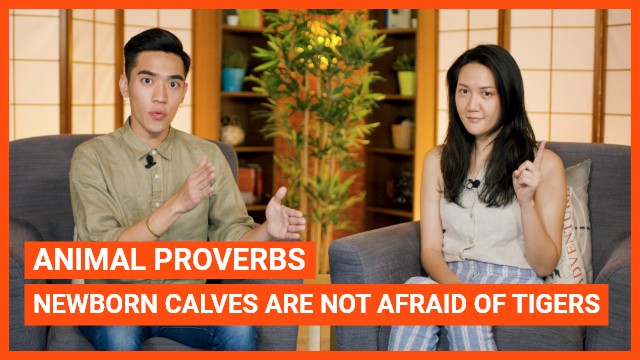 Animal Proverbs: Newborn calves are not afraid of tigers | ChinesePod
