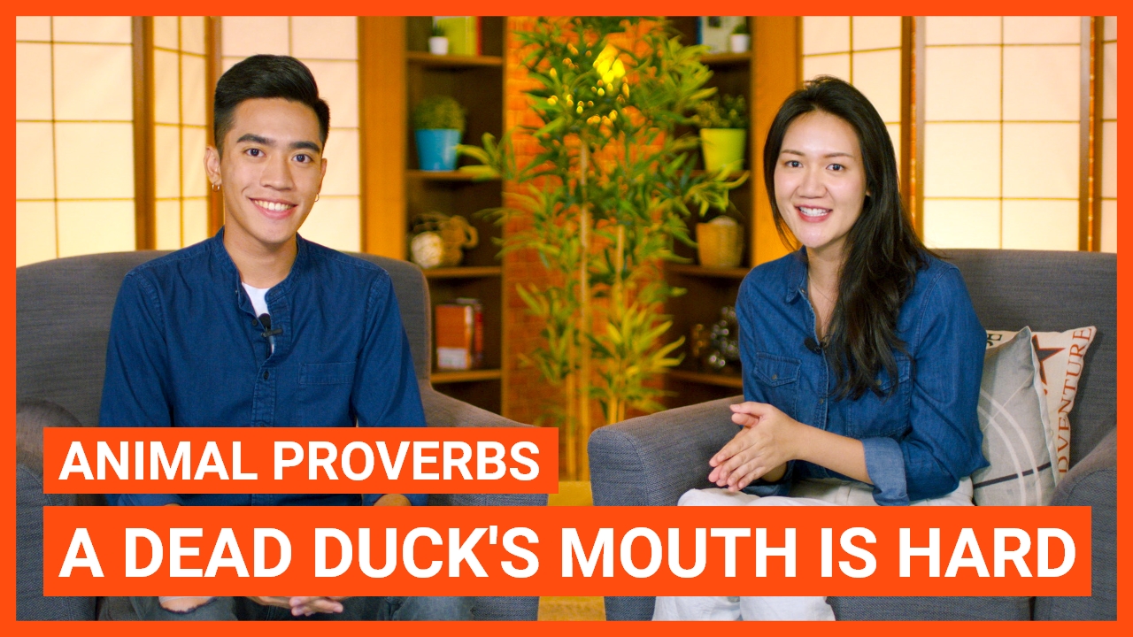 Animal Proverbs: A dead duck’s mouth is hard | ChinesePod
