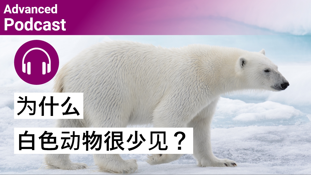 科普小知识：为什么白色动物很少见？ | ChinesePod